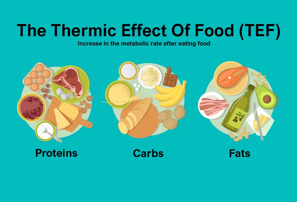 Rev Up Your Metabolism with These High Thermic Effect Foods: Burn Fat Like Never Before!